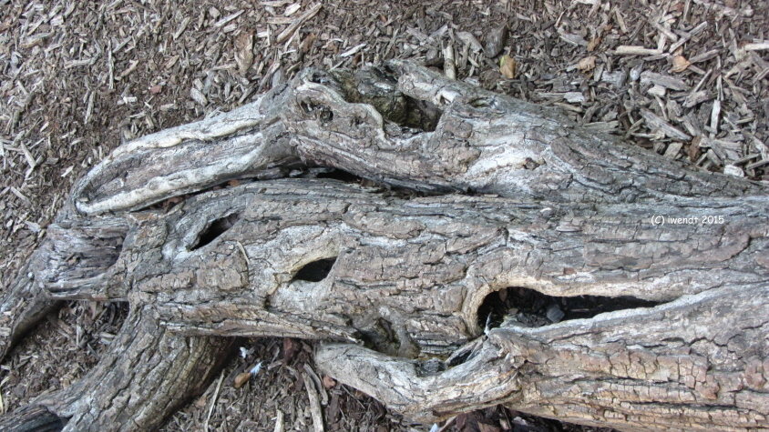 Wurzel eines Walnusbaumes